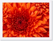 Chrysanthemum