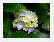 Hydrangeas