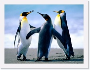 Penguins
